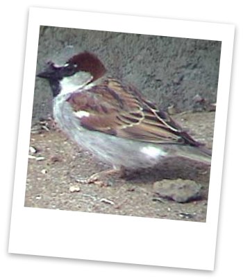 english house sparrow