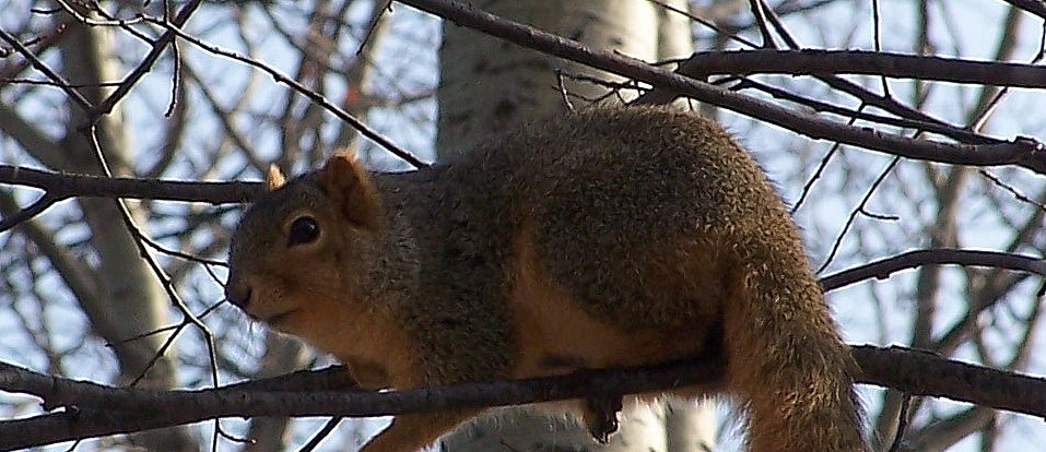 Michigan Fox Squirrel