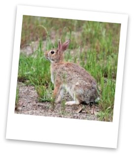 cottontail rabbit varying hare